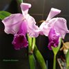 C.trianae 'Elegans' x C.trianae 'Halloween'